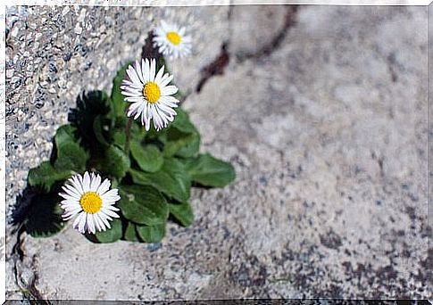 flowers on the road