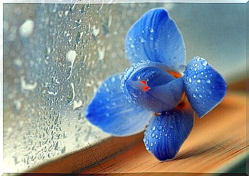 Flower-blue-glass-rain