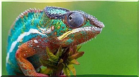 chameleon