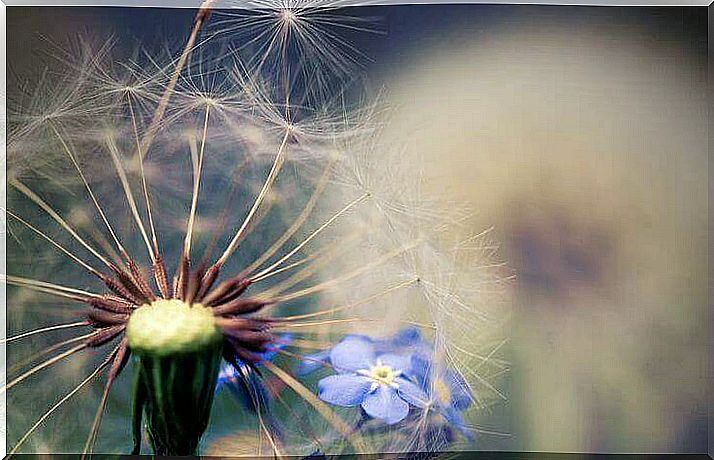 dandelion with blue flower