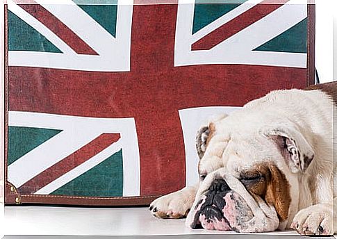 The English bulldog: a dog with a very pleasant character