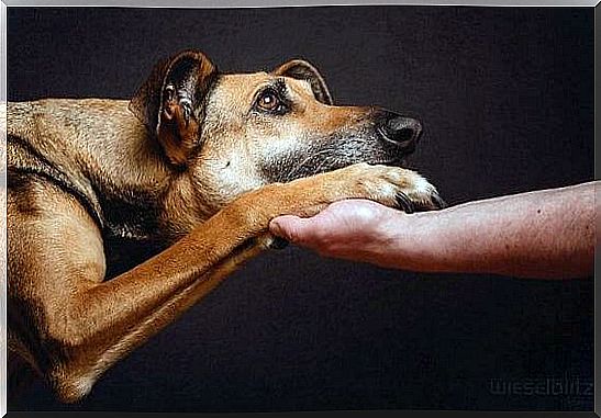 dog-and-hand