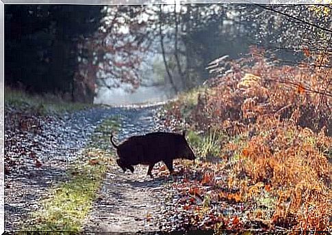 Atalanta won the skin of a boar