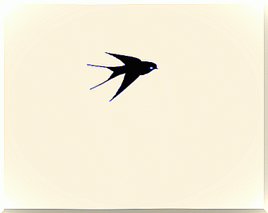 gif-bird